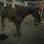 Online Turkoman Horses