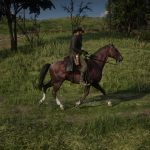 First horse