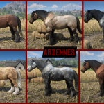 Realistic Draft Horses