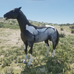 Interesting Horses