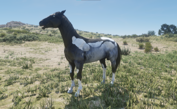 Interesting Horses