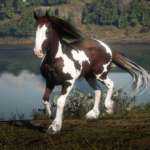 Zyre's Horses
