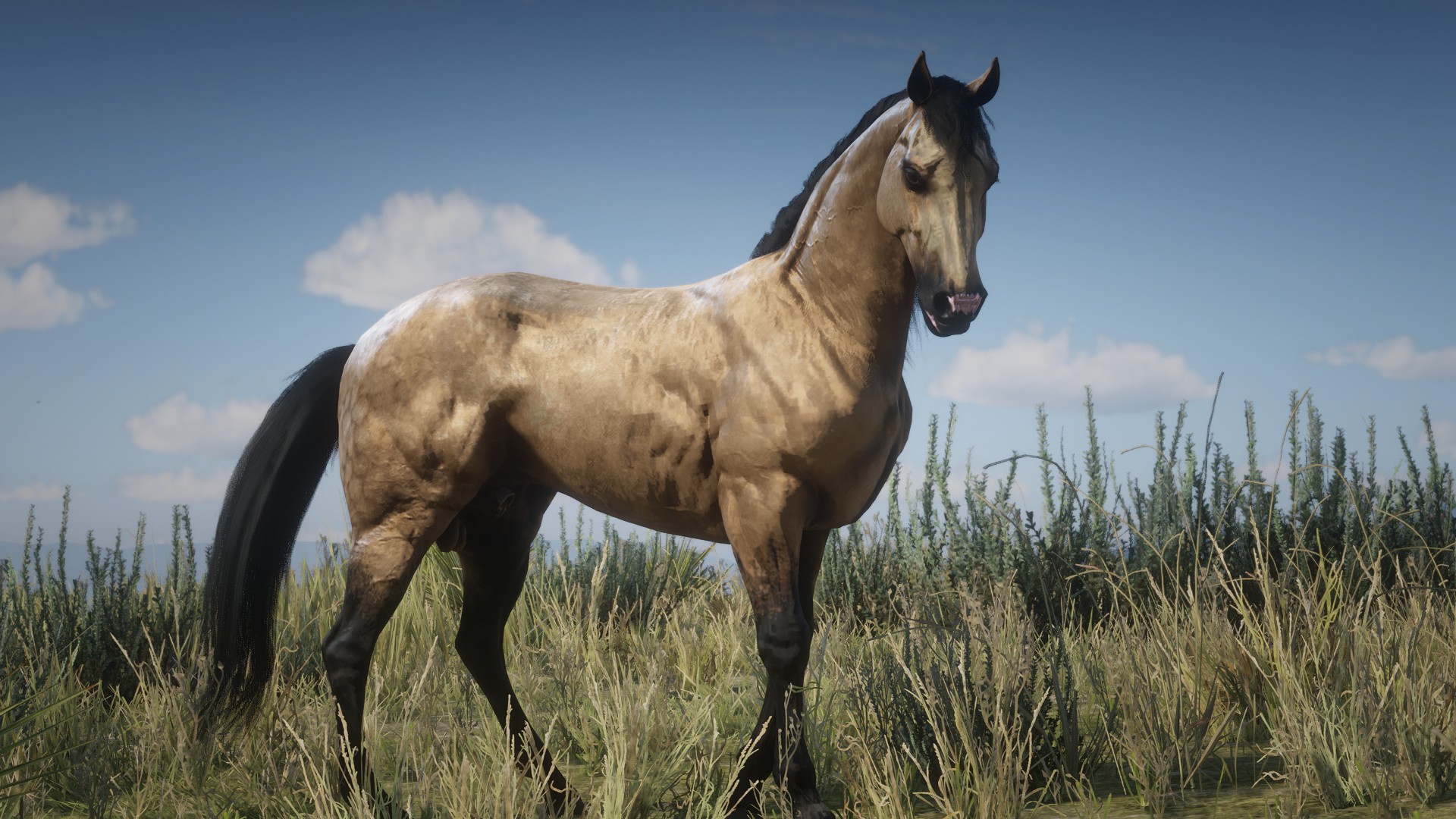 Paso Fino Allmods Paso Fino Allmods