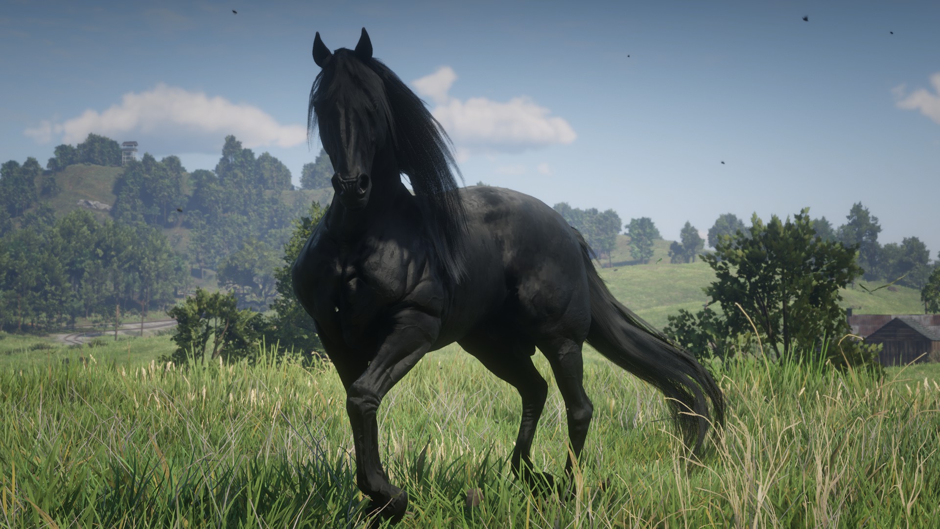 Paso Fino Allmods Paso Fino Allmods