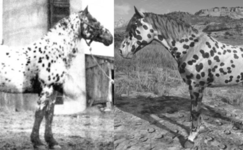 Historically Accurate Appaloosa Models