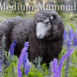 Upscaled Animals Medium Mammals