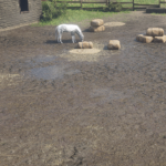 Ambient Horses