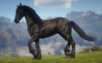 Friesian Horse Breed