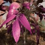 SavrenX Crisp Flora V1.0