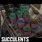 ALIEN SUCCULENTS - More Varied Succulent Colours