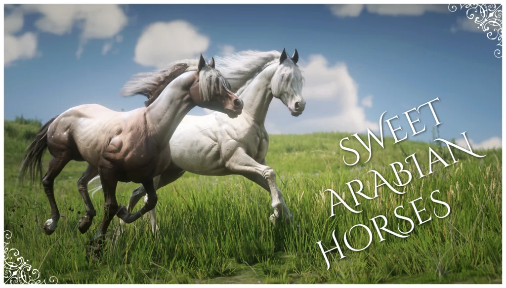 Sweet Arabian Horses