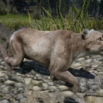 Online Cougars Unlocked for SP