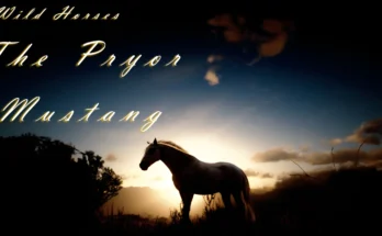 Wild Horses - The Pryor Mustang