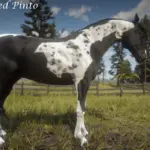 American Saddlebred V1.0