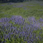 Xtreme Grass - Enhanced Grass and Foliage Density V1.0