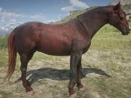 Hungarian half-bred new coat V1.0