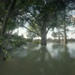 Lemonye Enhanced and Restored V1.0