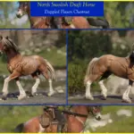 North Swedish Draft Horse V1.0