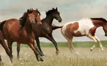 Western Gang Horse V1.0