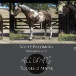 American Quarter Horse Breed (AQH) V2.0