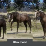 American Quarter Horse Breed (AQH) V2.0