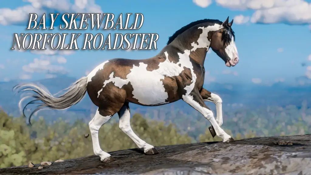 Bay Skewbald Norfolk Roadster - A True Western Beauty V1.0