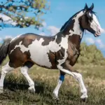 Bay Skewbald Norfolk Roadster - A True Western Beauty V1.0