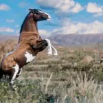 Space Cowgirl's Horse Pack Vol. 1 V1.0