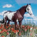 Space Cowgirl's Horse Pack Vol. 1 V1.0