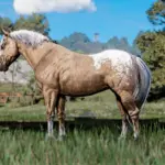 Space Cowgirl's Horse Pack Vol. 1 V1.0