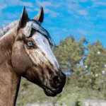 Space Cowgirl's Horse Pack Vol. 1 V1.0