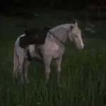 More pink of Andalusian Perlino V1.1