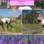 MDBranth's Appaloosas V1.0