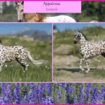 MDBranth's Appaloosas V1.0