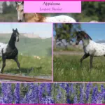 MDBranth's Appaloosas V1.0