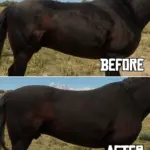 Equine Texture Improvements