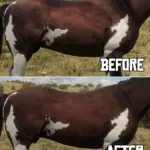 Equine Texture Improvements