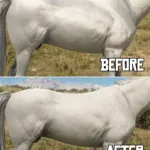 Equine Texture Improvements