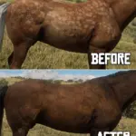 Equine Texture Improvements