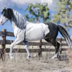 Space Cowgirl's Horse Pack Vol. 5 V1.0