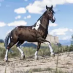 Space Cowgirl's Horse Pack Vol. 5 V1.0