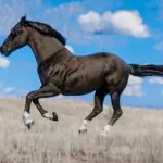 Space Cowgirl's Horse Pack Vol. 2 V1.0