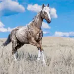 Space Cowgirl's Horse Pack Vol. 2 V1.0