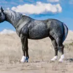 Space Cowgirl's Horse Pack Vol. 2 V1.0