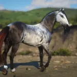 Accurate Criollo V1.0