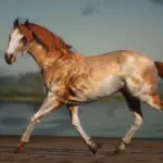 Accurate Criollo V1.0