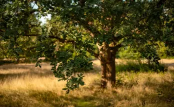 valentine but its a forest