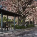 Cherry Blossoms in Saint Denis V1.0