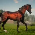 Dareshuri Horse Breed V1.0