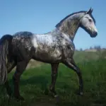 Dareshuri Horse Breed V1.0